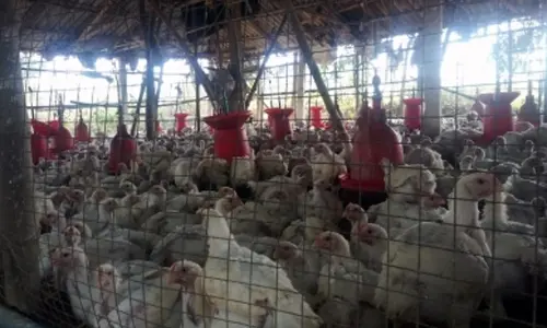 Central Japan reports seasons 1st bird flu outbreak