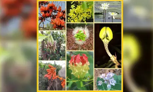 Agro Biodiversity Park in PJTSAU faces threat as govt allocates land for new HC