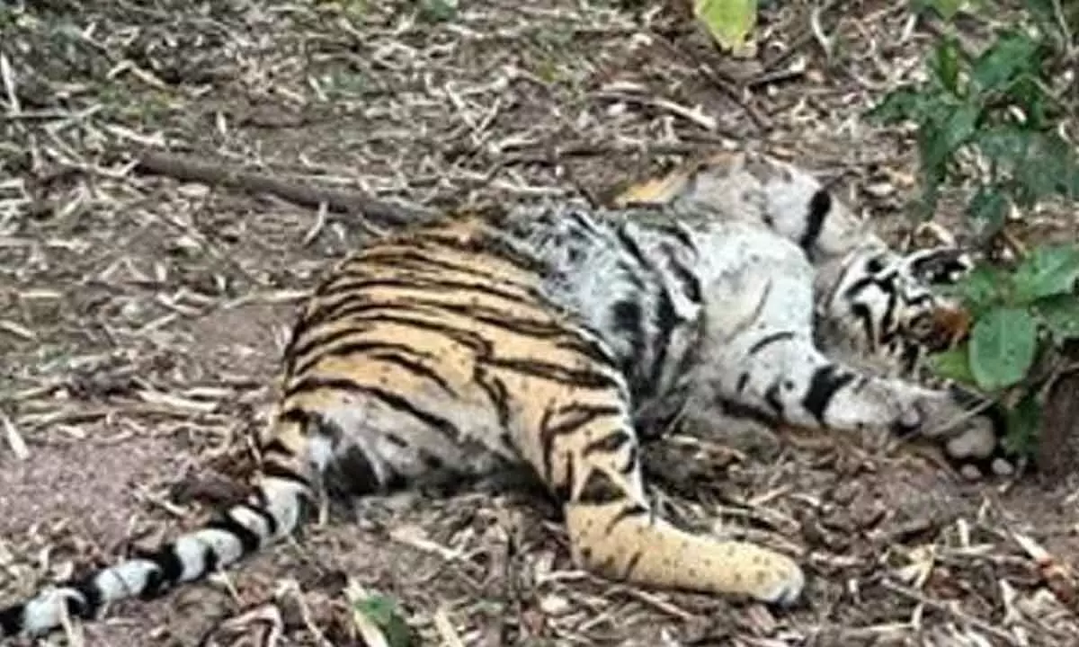 Another tiger dies in Kagaznagar forest