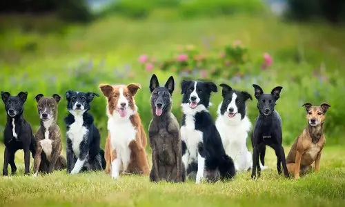 Dogs are incredible – if unlikely – allies in conservation