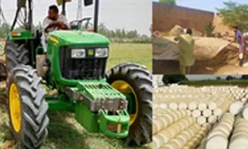 Makki ka achar is the new favourite of cattle rearers in Punjab