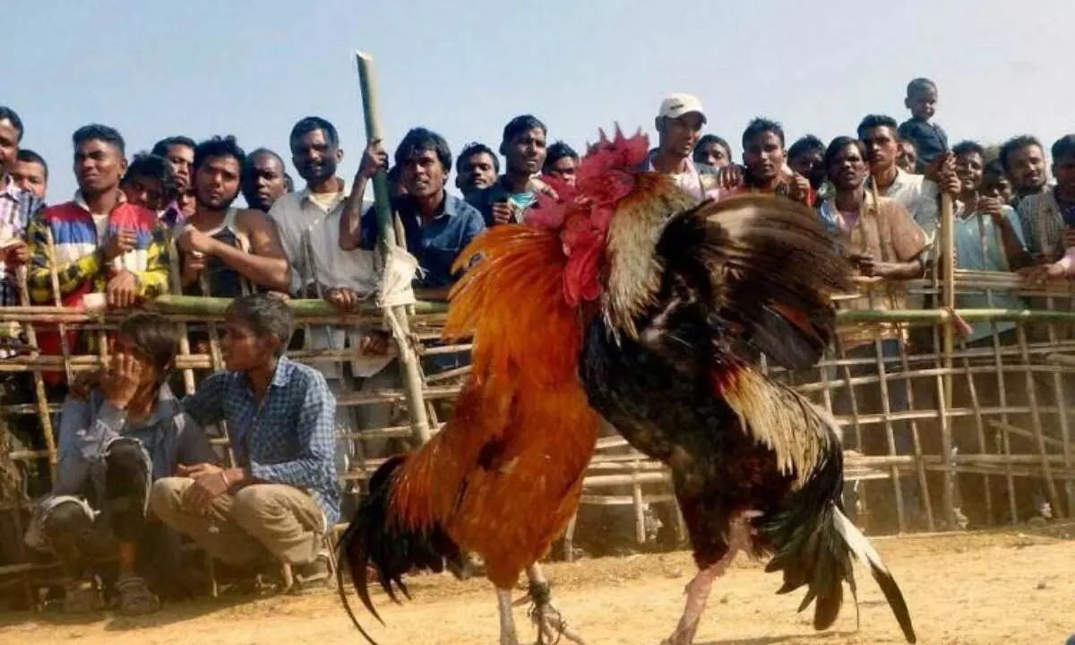 Khammam: Demand for fighting roosters surges ahead of Sankranti