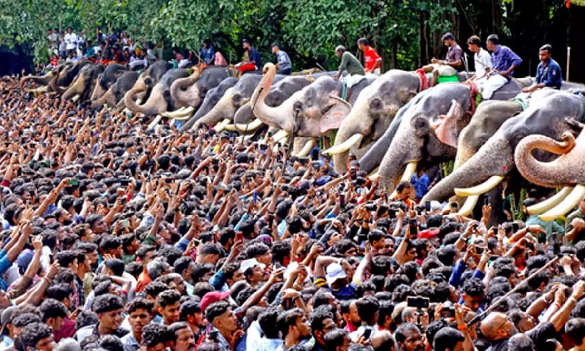 Animal Rights organisations ask Kerala Govt to probe increasing deaths of captive elephants