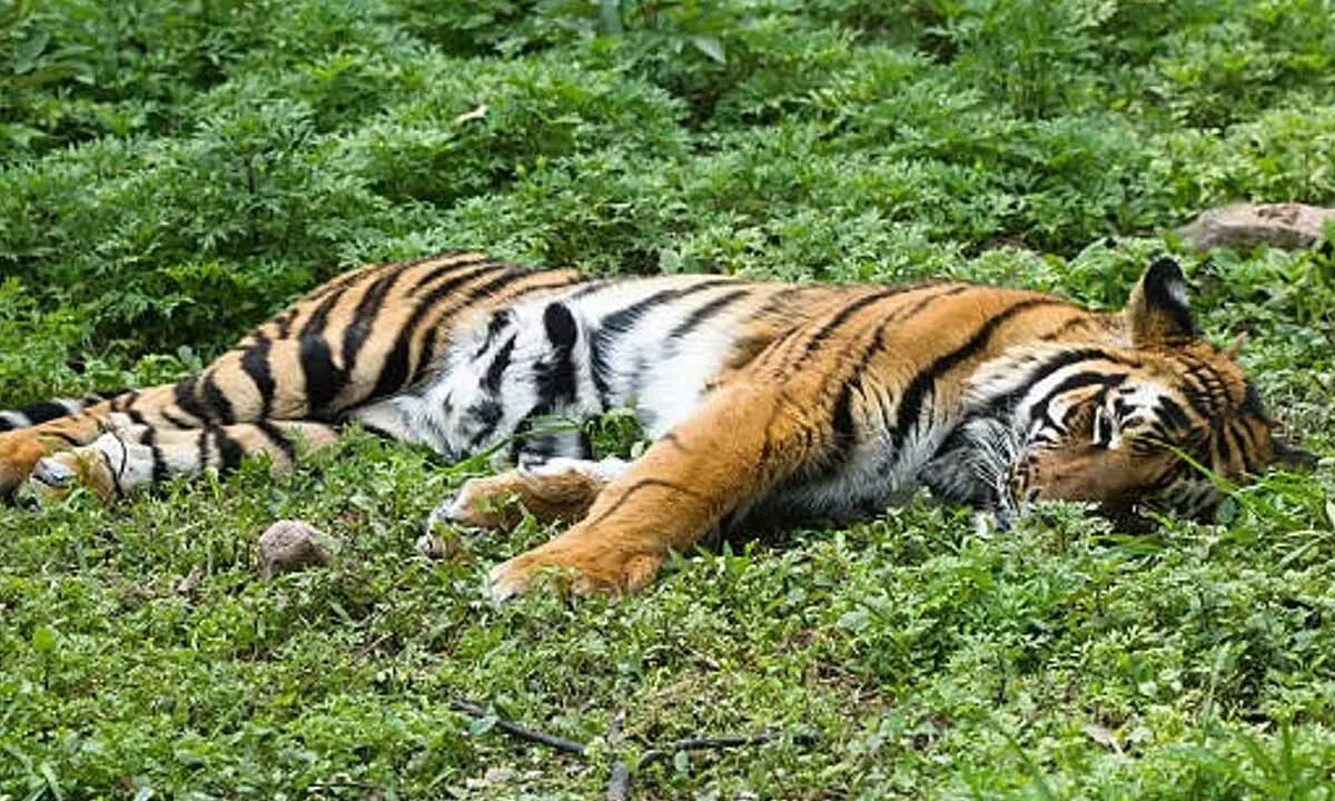 Tiger found dead in Coffee estate in Kodagu