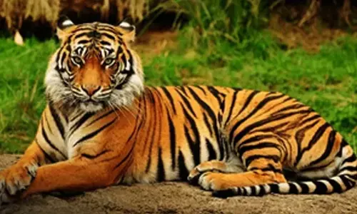 Search continues for missing tigers in Tgana forest amid poisoning scare