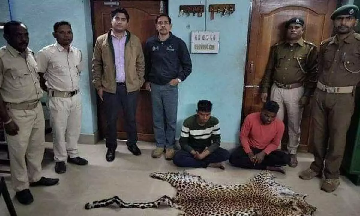 Two wildlife traders arrested with leopard skin