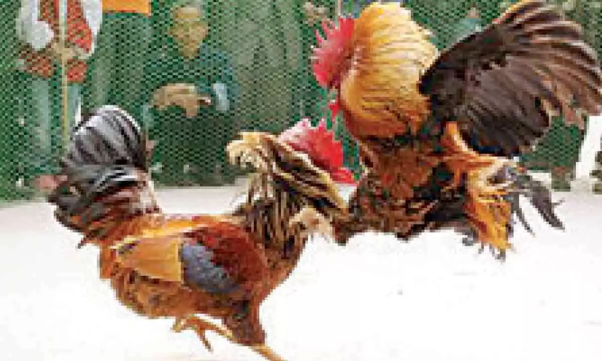 Ahead of Sankranti, HSI urges citizens to report cockfighting events