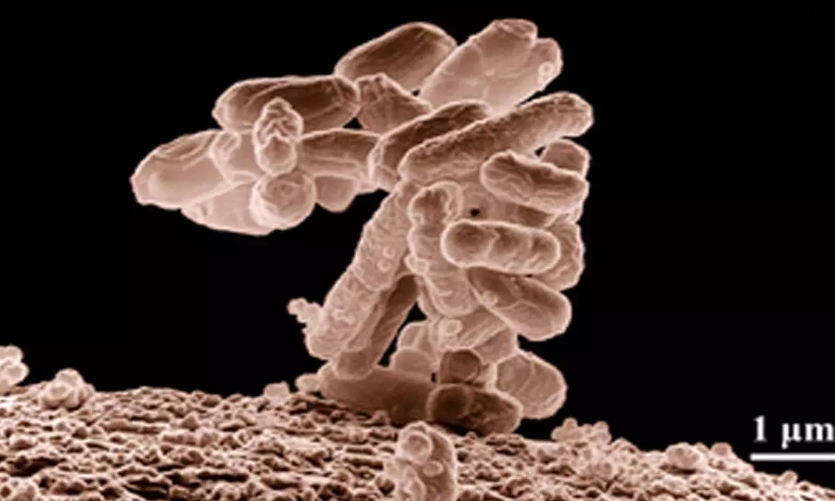 High antibiotic use not the only reason for spread of superbugs: Study