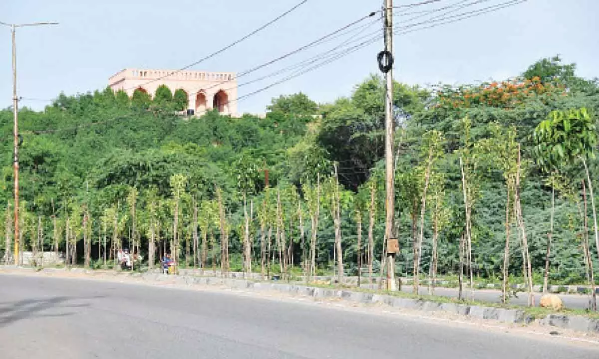 Hyderabad: Tree census, drive to save greenery in city