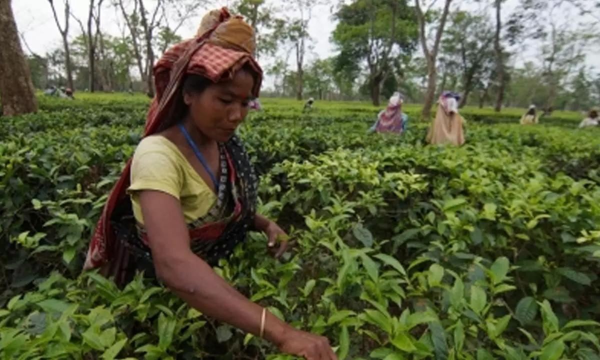 Crucial meeting of Tea Board on Monday on proposed changes in no-plucking cycle