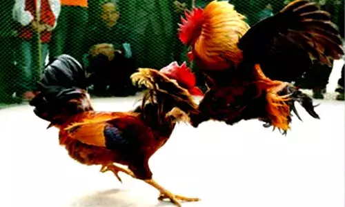 Cockfights go unchecked in Andhra Pradesh