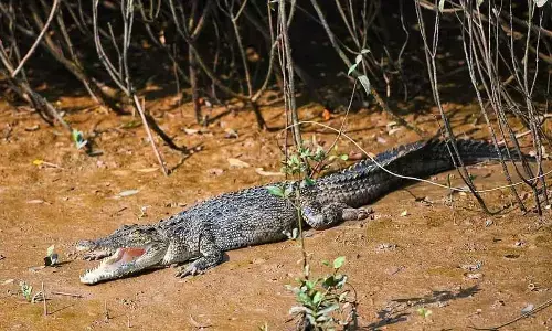 1,811 saltwater crocodiles counted in Bhitarkanika
