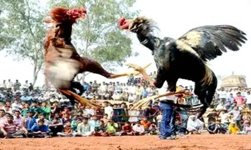 Despite curbs, cockfights begin in erstwhile Godavari districts