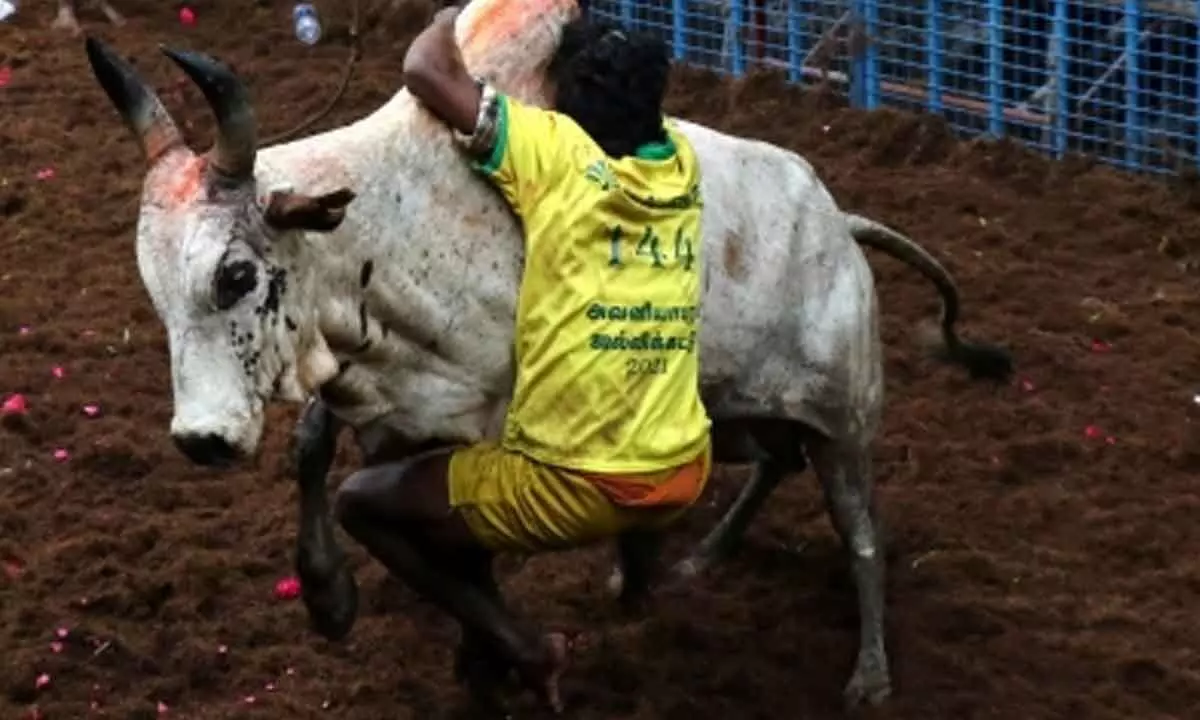 Avaniyapuram Jallikattu: Karthik emerges as best bull tamer, wins car