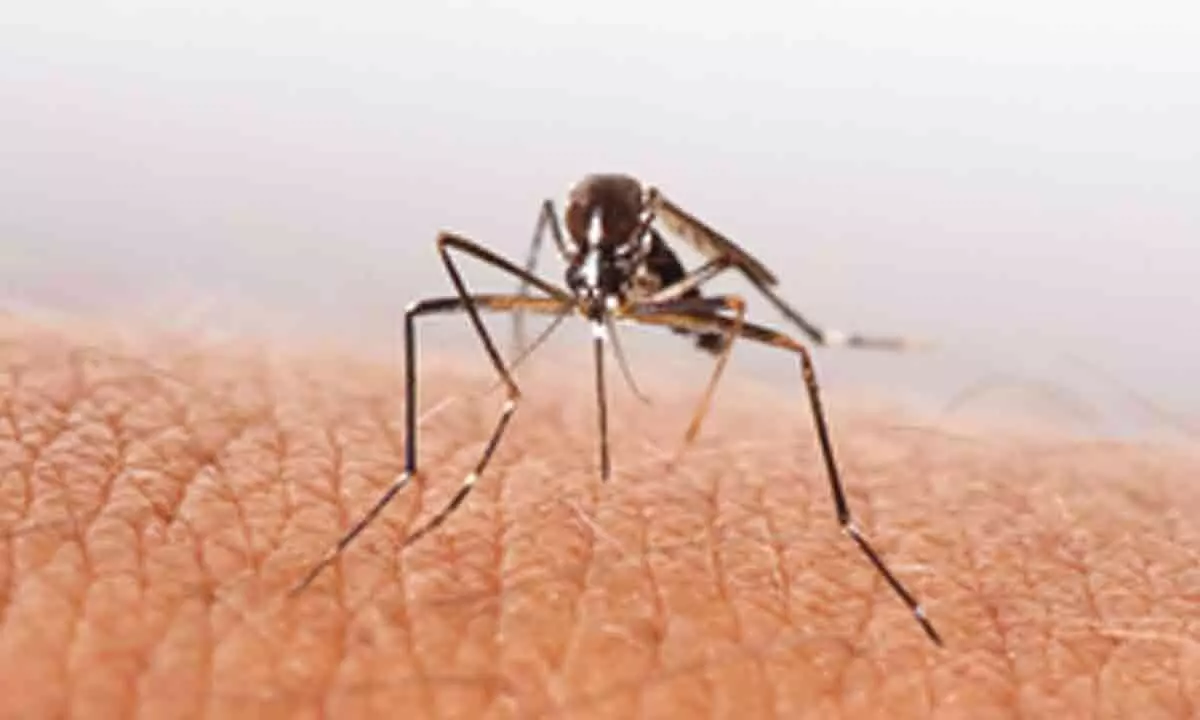 Protein from mosquitoes could help control dengue virus infection
