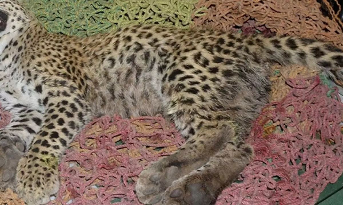 Namibian cheetah Shaurya dies, 10th casualty since project introduced at Kuno