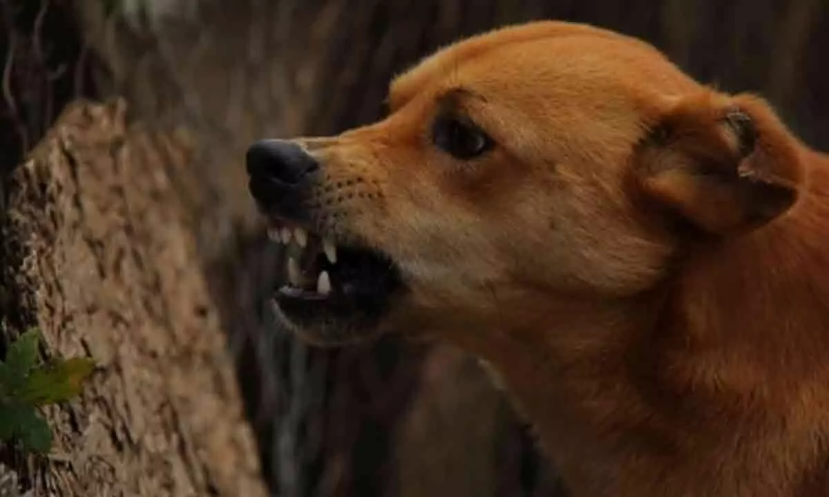 Dog bites trader’s private parts in Bihar’s Banka district, pays with its life