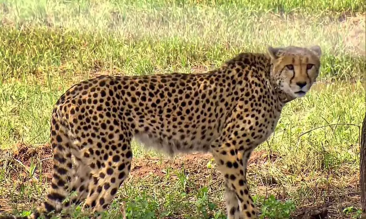 Another Namibian cheetah dies