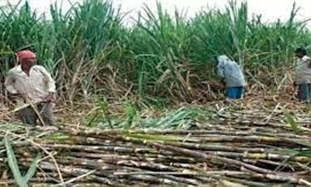 UP govt raises sugarcane MSP by Rs 20 for all categories