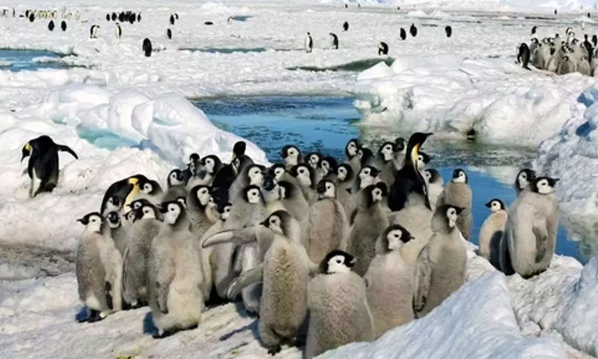 Penguin Awareness Day 2024: Date, history and significance