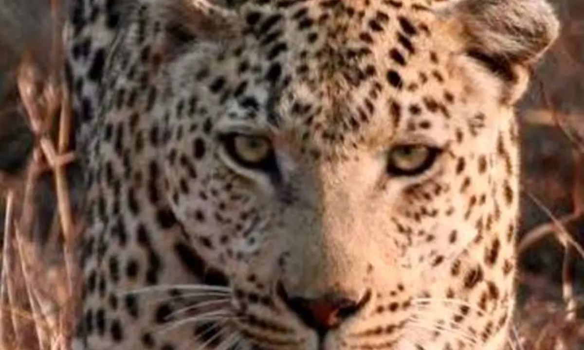 Leopard enters house in Delhi village, five injured