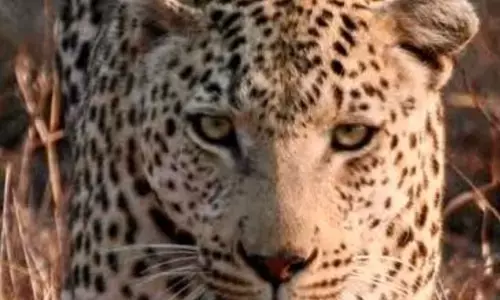 Leopard enters house in Delhi village, five injured