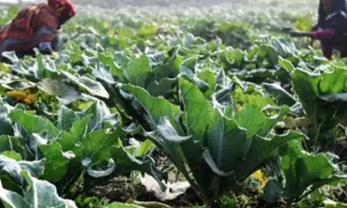 Advance estimate shows 2.3% rise in Indias production of fruits & vegetables