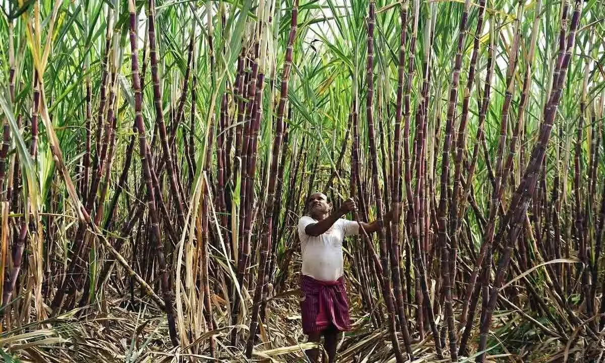 Uttar Pradesh Government raises sugarcane price by Rs 20 per quintal