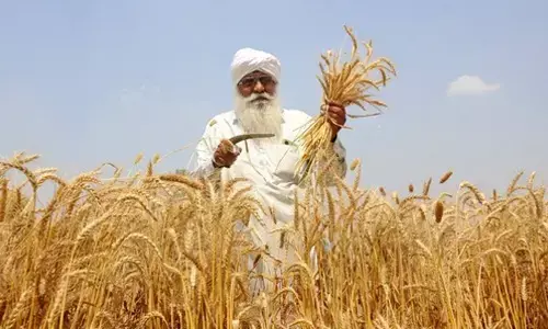 Sown area under wheat, oilseeds rises as pulses dip in current rabi season