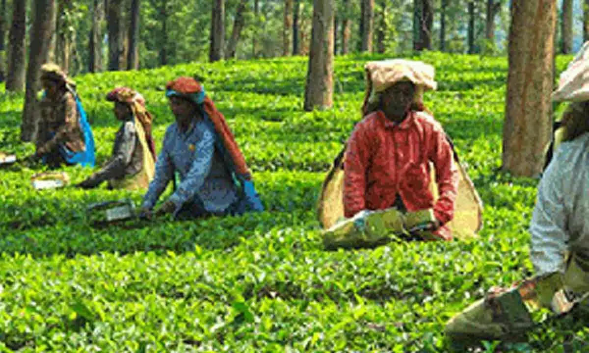 Kerala to open single window system for other use of part of plantation sector