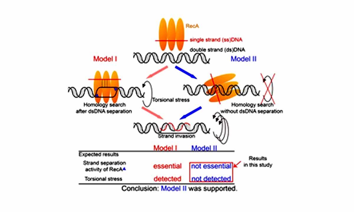 Fresh insights into DNA repair promise new directions in cancer research