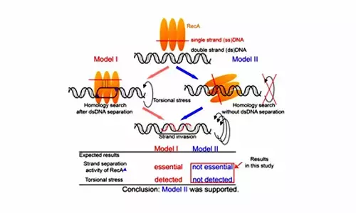 Fresh insights into DNA repair promise new directions in cancer research