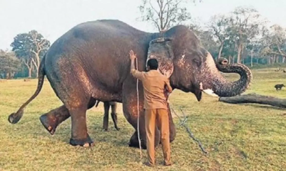 Odisha seeks Kumki elephants from Tamil Nadu