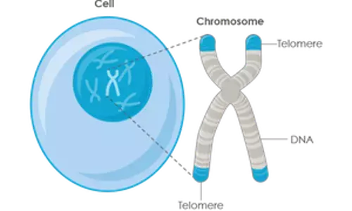 Healthy eating & exercise can reverse ageing marker in obese kids: Study