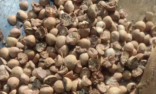 CAMPCO wants Government Action Against Illegal Arecanut Imports