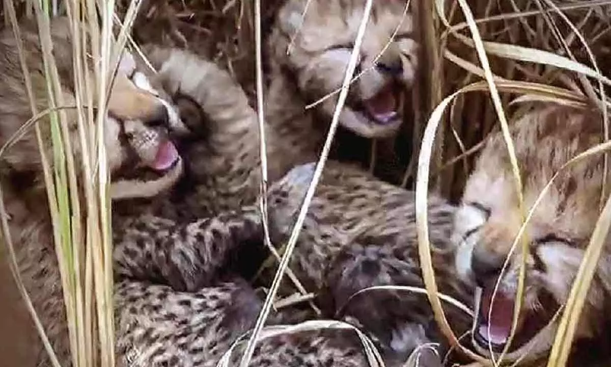 3 cubs born to Namibian cheetah at Kuno Park