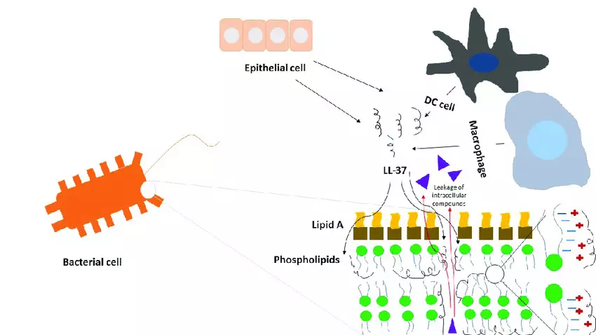 LL-37 Peptide: Bacteria Research