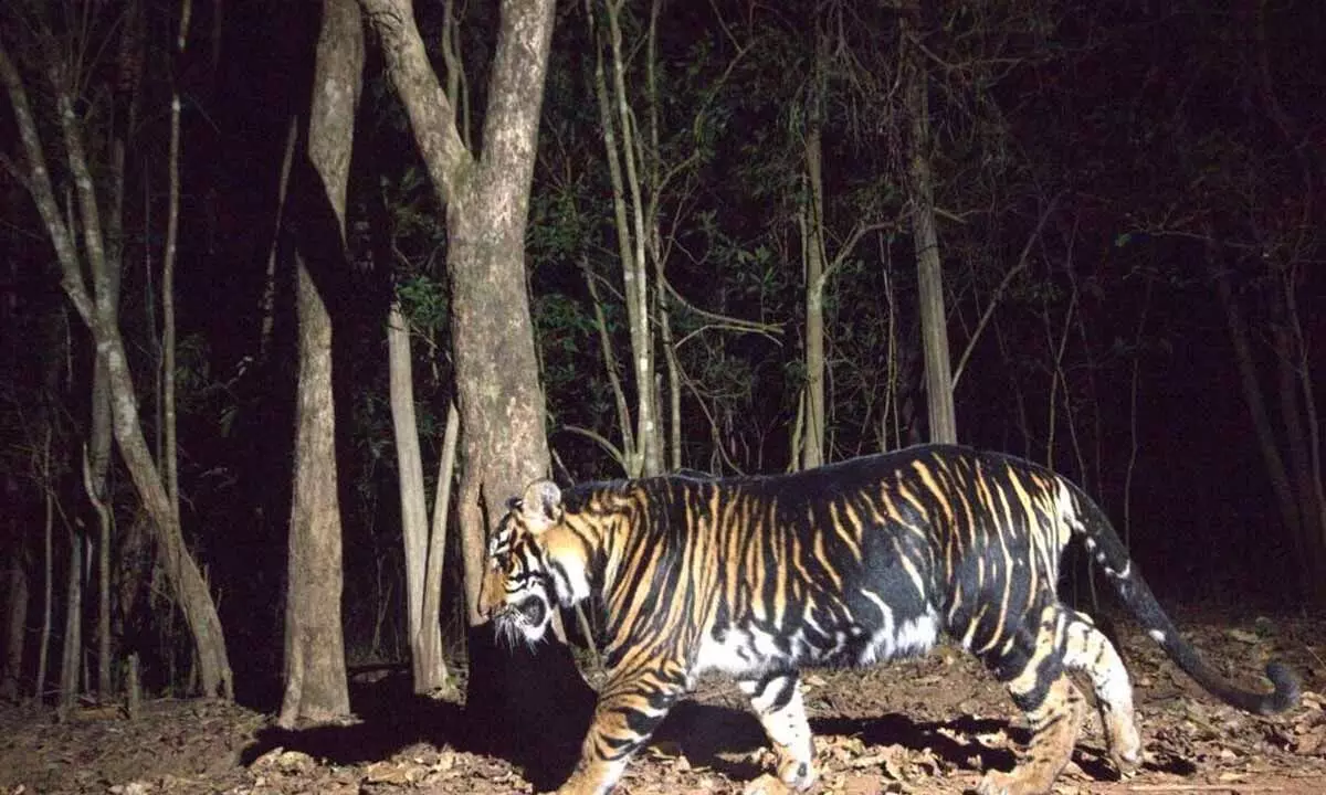 Majestic Tiger Safari coming up in Odisha