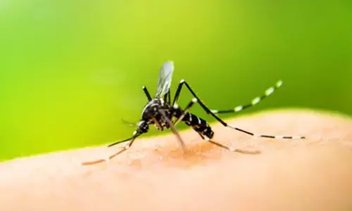 Protein from mosquitoes could help control dengue virus infection