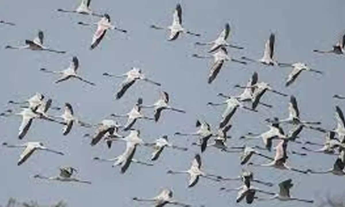 Fewer migratory birds this year at Ramsar site Soor Sarovar in Agra