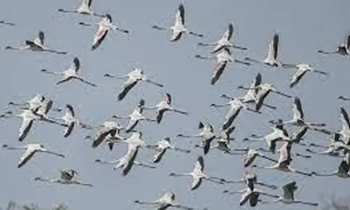 Fewer migratory birds this year at Ramsar site Soor Sarovar in Agra