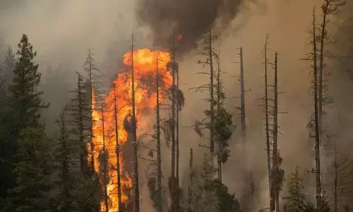 Two senior citizens die: Trying to douse a forest fire