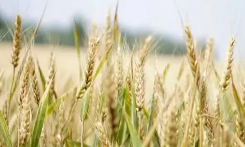 Cold snap helps Indias wheat crop but warm weather forecasts pose risk