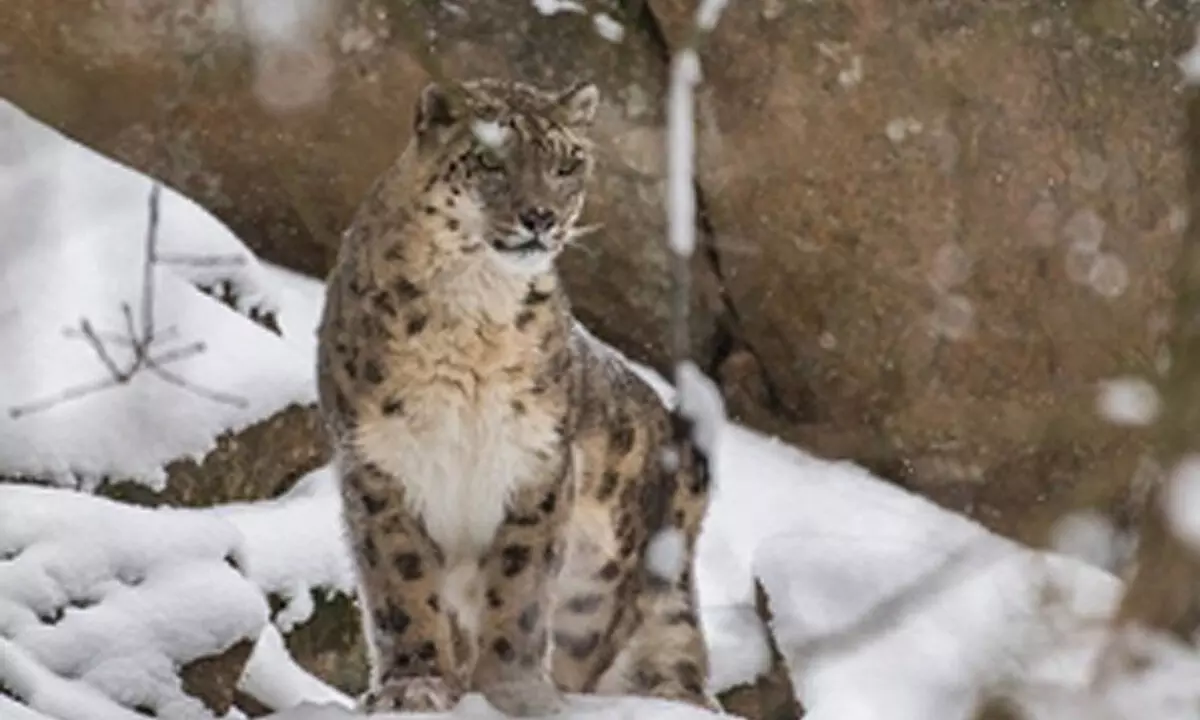 India home to 718 snow leopards; 241 caught on camera