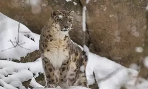 India home to 718 snow leopards; 241 caught on camera
