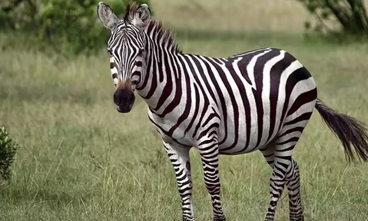 International Zebra Day 2024: Date, history, significance and all you need to know