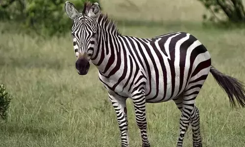 International Zebra Day 2024: Date, history, significance and all you need to know