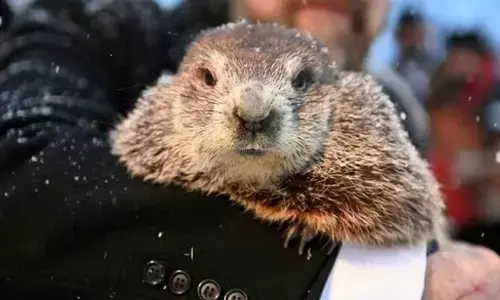 Groundhog Day 2024: Date, history, significance and all you need to know about this day
