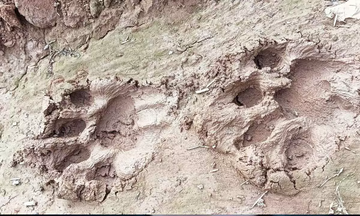 Tiger footprints found near Nallajerla