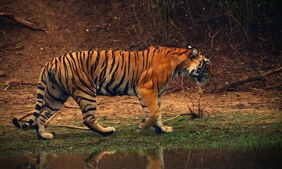 Tiger’s movement creates panic among people; officials on alert